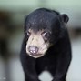 Beruang Menyerang Orang Berantem Sama Singa Di Indonesia